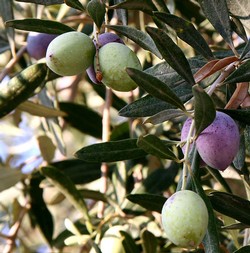 Vinoce Estate Olive Oil